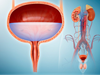 Urology specialist doctor khulna